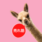 【通販限定価格】チタンリング 15号 甲丸【コンビニ決済OK】ペアリング 純チタン マリッジリング 結婚指輪 2ｍｍ幅 MEDICAL HANAJYUTSU